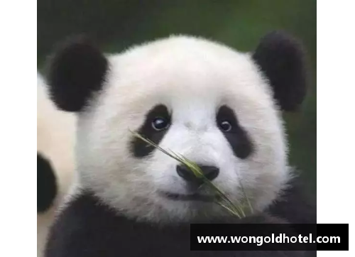 足球球星惊呆了 熊猫视频带来的欢乐瞬间与感动时刻